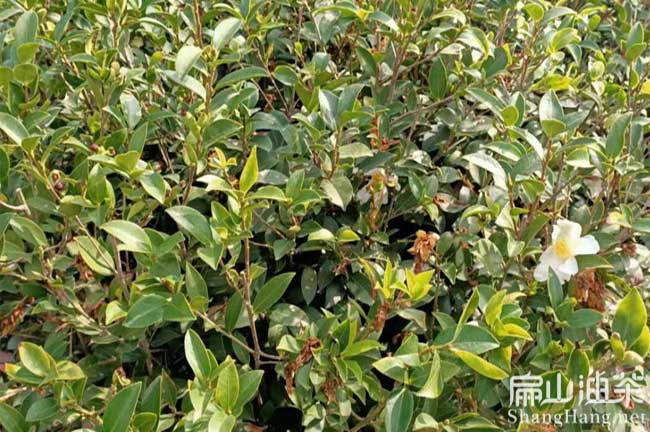 湖北油茶樹修剪技術