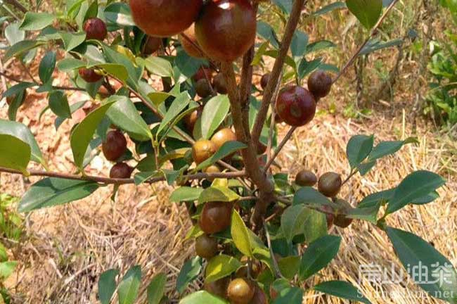 湖南岳陽油茶基地 Yy岳陽油茶基地批發(fā)大果紅花袋裝杯苗-扁山油茶