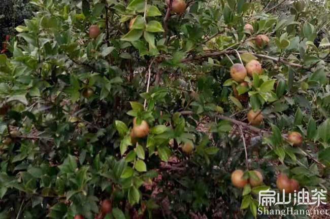 崇左茶樹種植