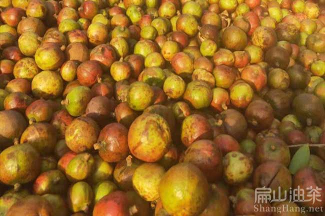 茶籽加工