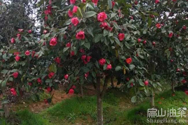 大果油茶種植 
