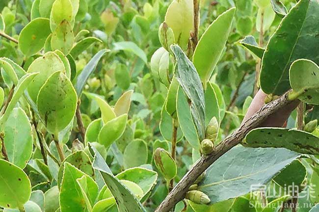 龍巖好油茶苗批發(fā)