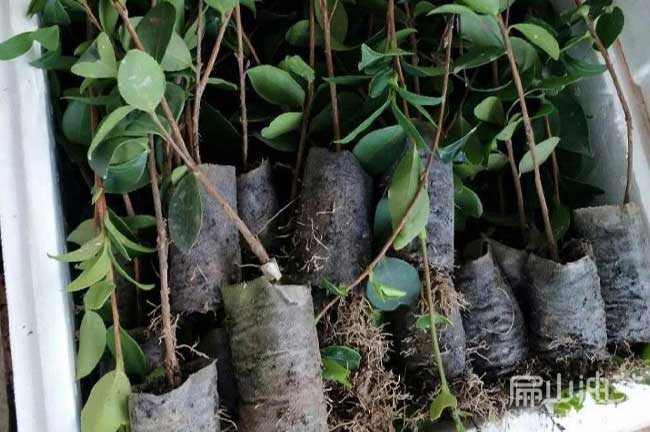揭陽嫁接杯苗批發(fā)