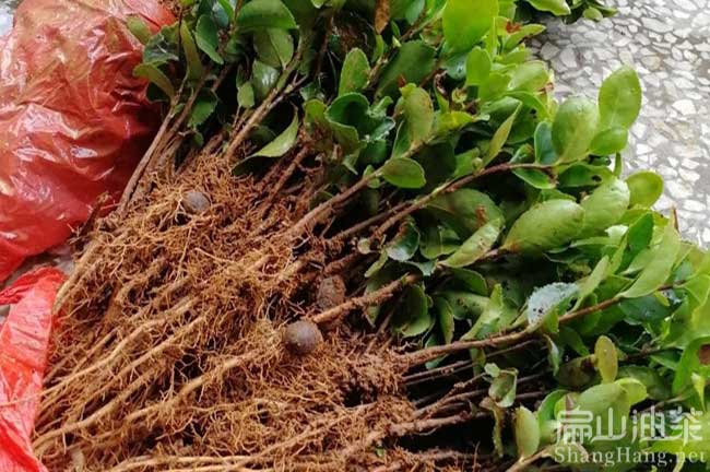 頂效油茶苗培育