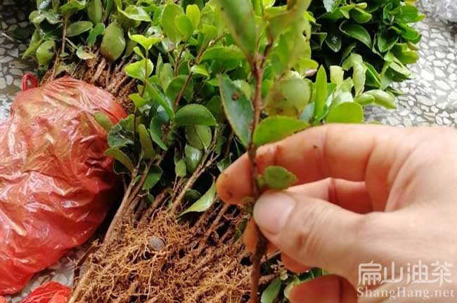 三明油茶苗培育