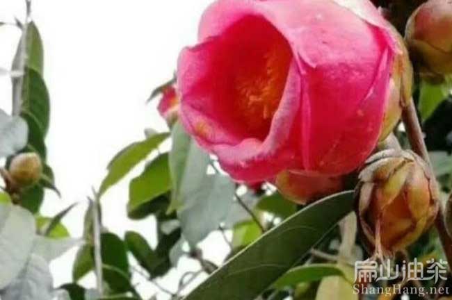 水城大紅花油茶苗