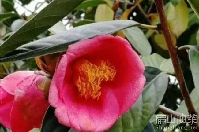 廣西紅花油茶種植