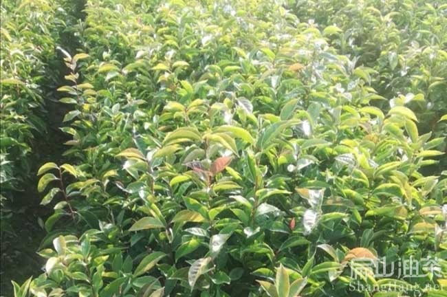 防城港紅花碩果油茶苗