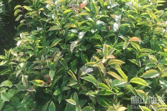 永州2年大果紅花油茶苗種植基地油茶苗批發(fā)價(jià)錢(qián)OK-扁山油茶