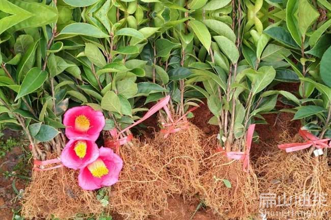 藤縣紅花油茶苗