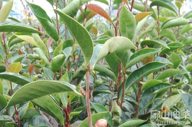 軟枝油茶苗培育
