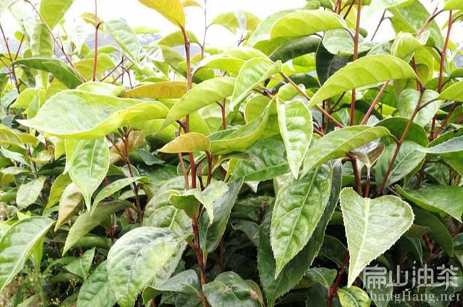 安順紅花大果油茶苗批發(fā) 安順紅花大果油茶苗種植基地-扁山油茶