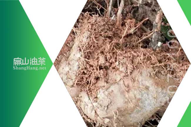 賀州茶籽樹種植