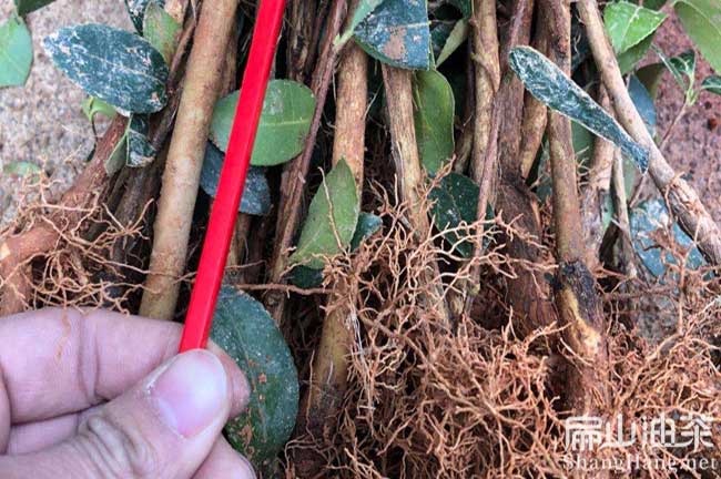 湘林嫁接茶樹(shù)苗