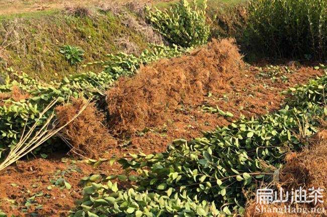 湖南湘林油茶苗
