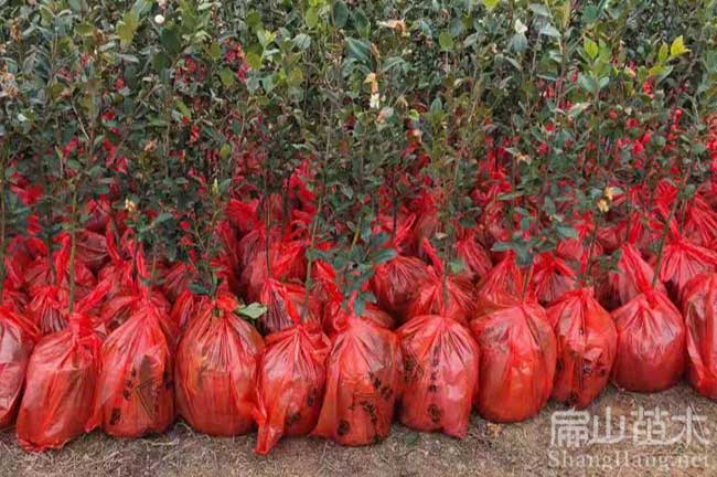 廣西茶籽樹(shù)苗栽培
