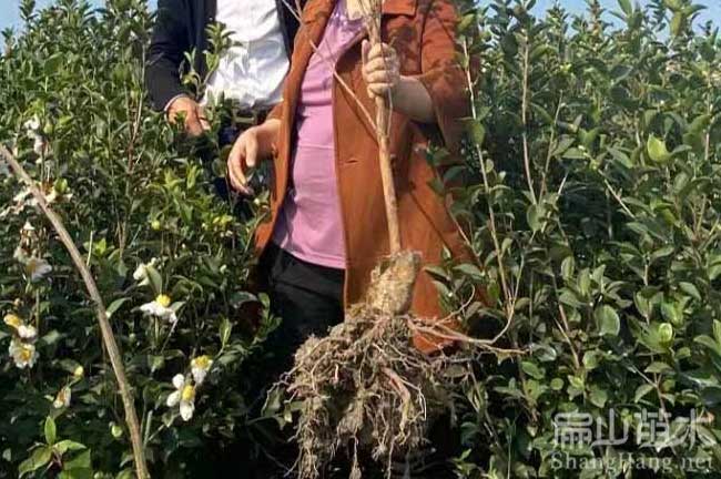 古田大茶籽樹(shù)