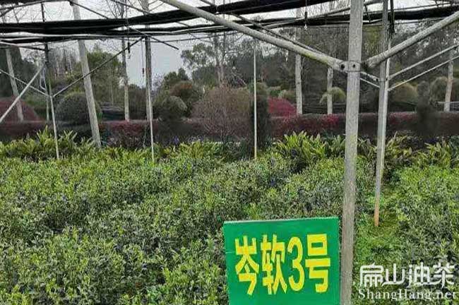 江華油茶基地