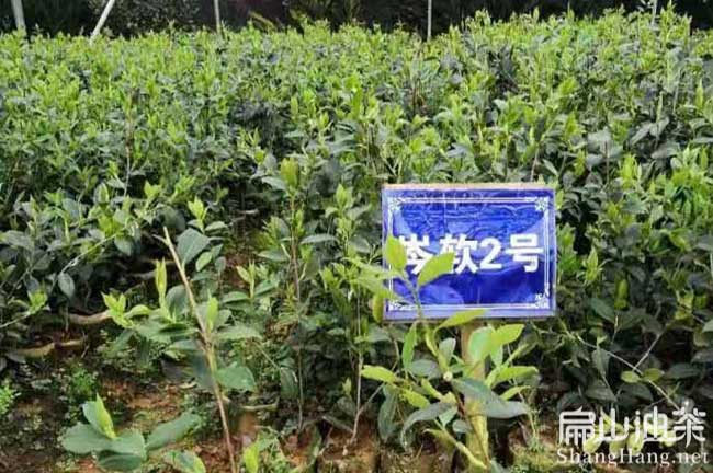 龍巖岑軟2號(hào)油茶苗