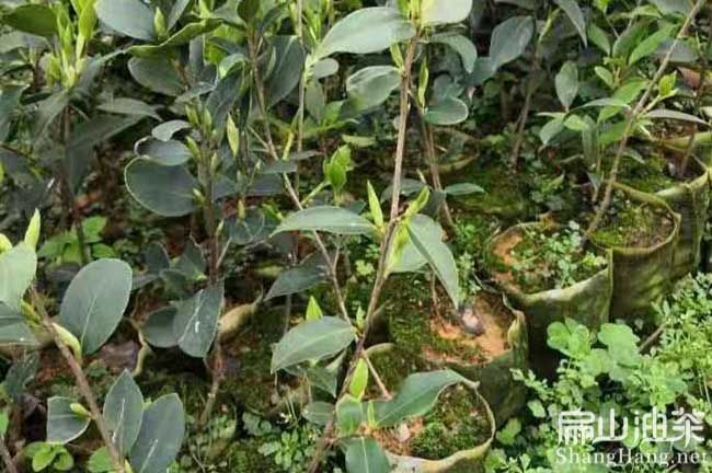 寧德長(zhǎng)林油茶苗