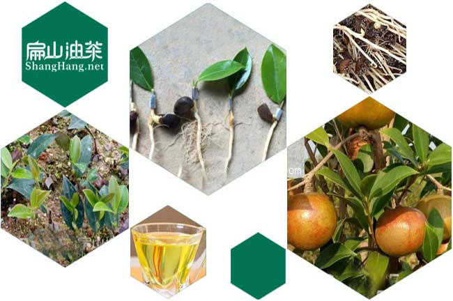百色油茶基地