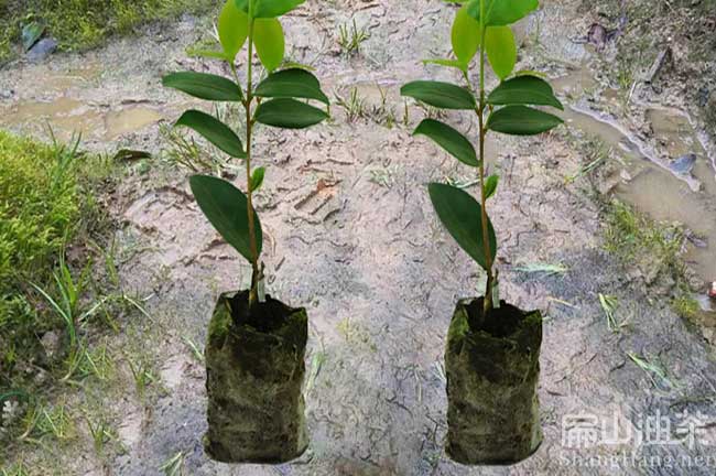 湘西茶樹苗培育