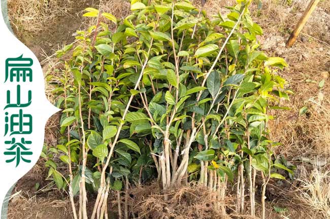 三果嫁接油茶樹(shù)