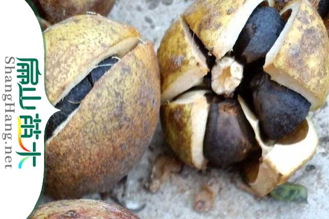 賓陽(yáng)茶籽回收
