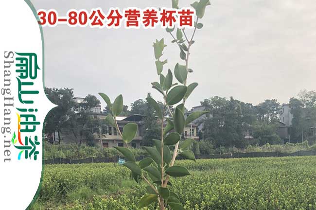 鳳山茶籽樹苗價(jià)格