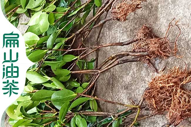宜州嫁接油茶苗批發(fā)