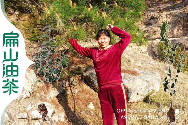 隆安紅花油茶苗批發(fā)