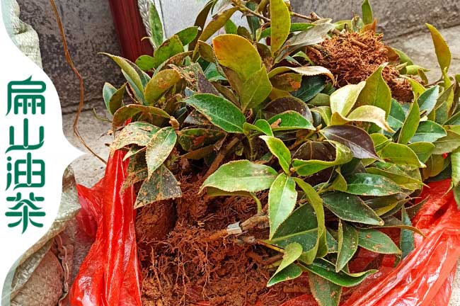南寧軟枝2號油茶苗 