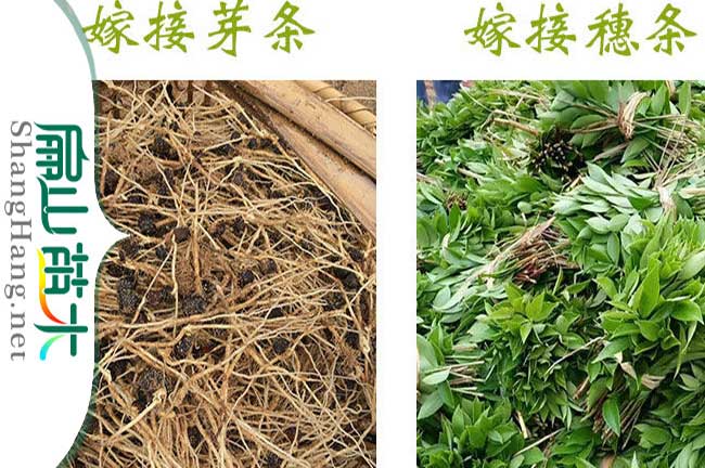 賓陽(yáng)軟枝油茶苗批發(fā)