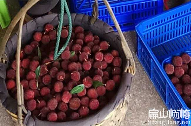 長塘東魁楊梅苗批發(fā)