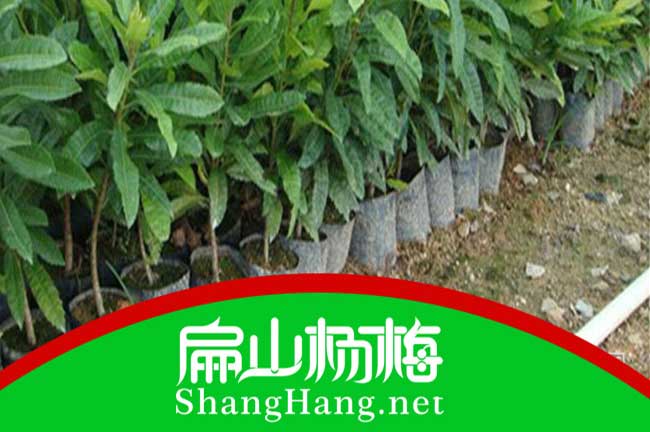 山陽楊梅苗培育