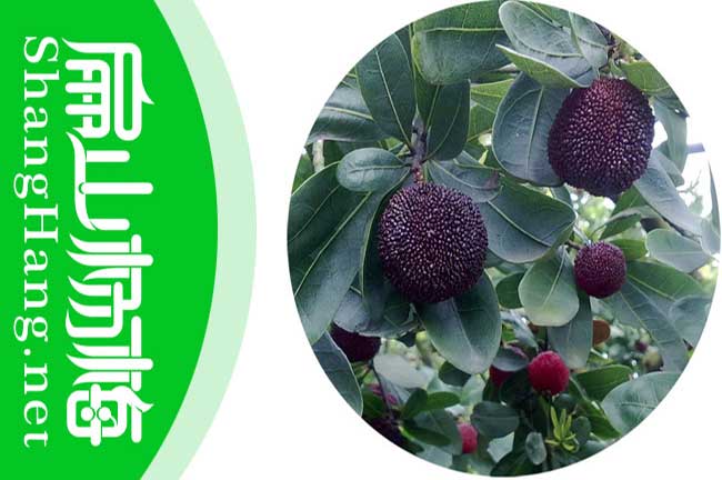 武漢楊梅苗