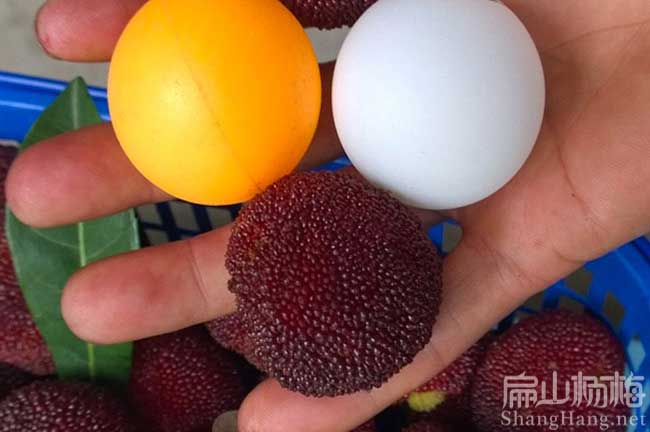 南方福建廈門高產(chǎn)油茶苗楊梅苗基地(六月水晶東魁楊梅苗批發(fā))