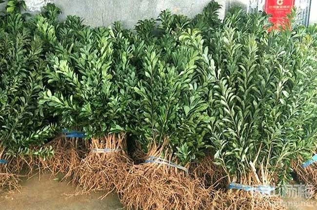 南陽楊梅種植基地 賣 南陽楊梅苗油茶沃柑砂糖桔苗批發(fā)價(jià)