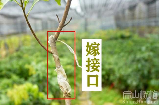 當(dāng)年結(jié)果楊梅苗批發(fā) 湖南8年楊梅樹苗培育1000珠-扁山楊梅