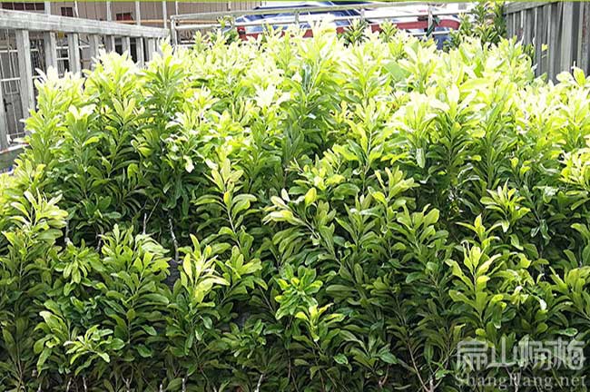 宜川縣水晶楊梅苗