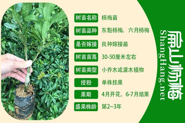 南寧楊梅苗批發(fā)