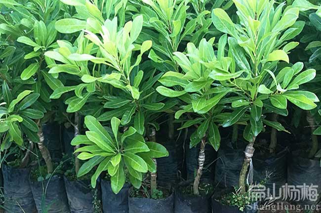 合陽(yáng)縣大黑炭楊梅苗