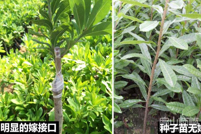 陽春大黑炭楊梅苗