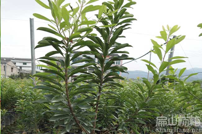 渭南楊梅苗批發(fā) 陜西渭南楊梅苗批發(fā)價(jià)多少錢一顆-扁山油茶