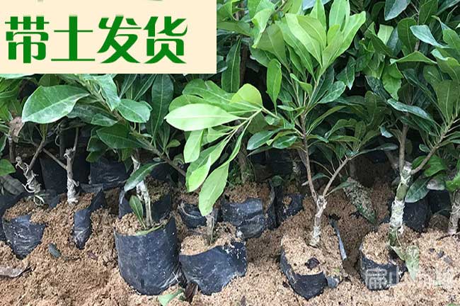 適合儋州海拔氣候種植的油茶苗和楊梅苗昌瓊海萬寧?？?  width=