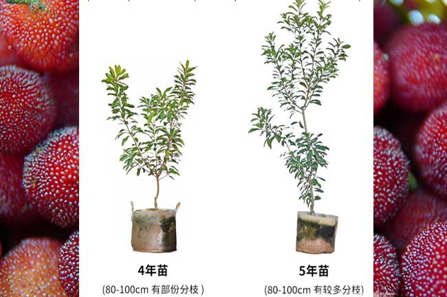 陽(yáng)山5年楊梅杯苗
