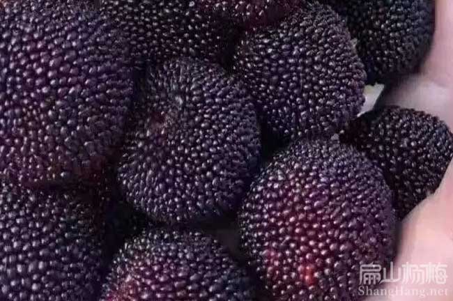 大洞河?xùn)|魁楊梅苗