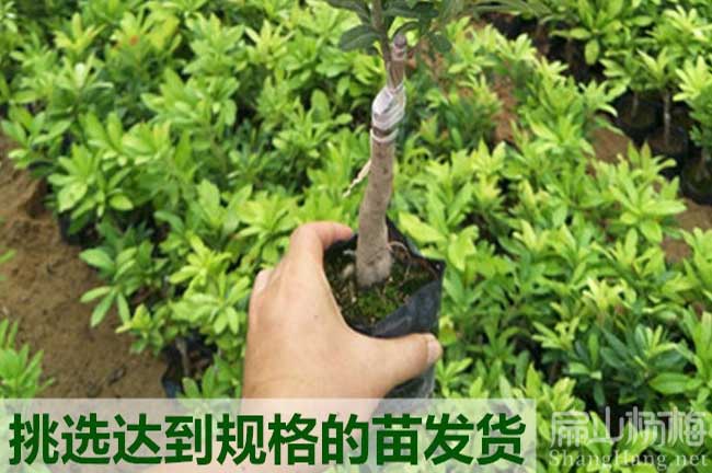 建陽楊梅杯苗批發(fā)