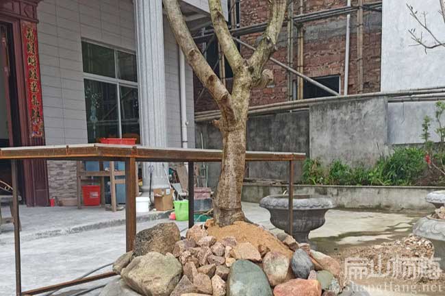 香灣盆栽楊梅樹