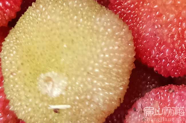 無(wú)錫楊梅種植